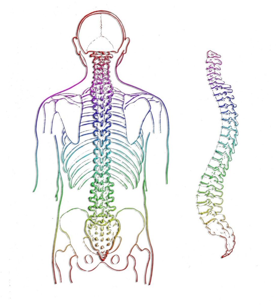 Medical illustration of human vertebrae